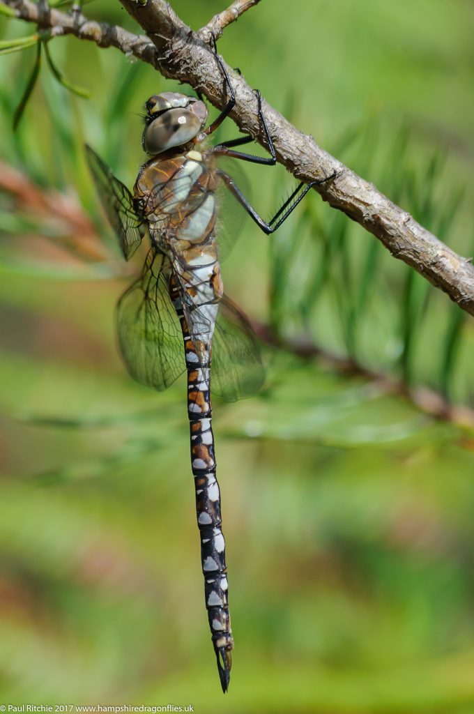 Migrant Hawker (Aeshna mixta) - immature male