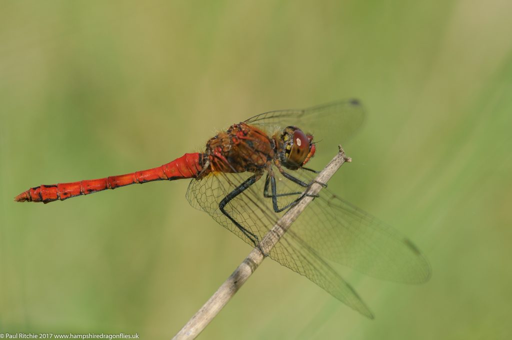 Ruddy Darter (Sympetrum sanguineum) - male