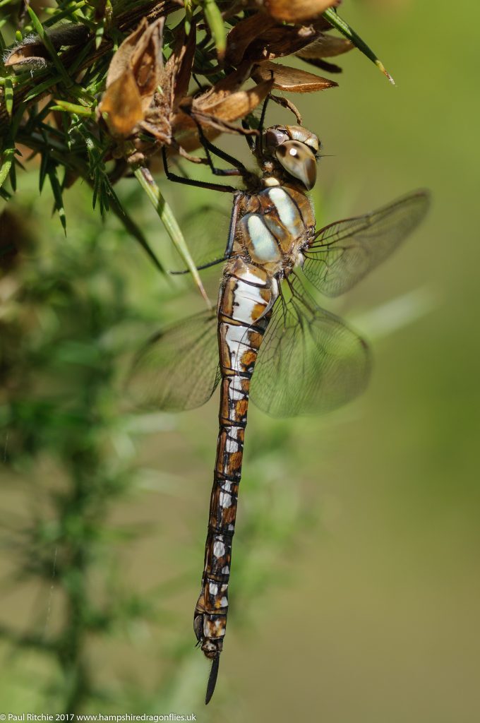 Migrant Hawker (Aeshna mixta) - immature female