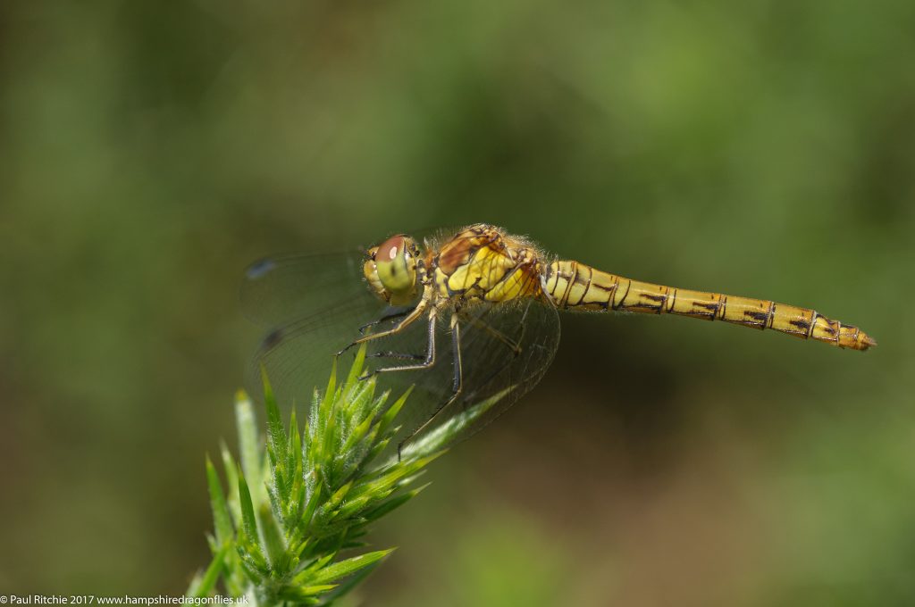 Common Darter (Sympetrum striolatum) - immature female