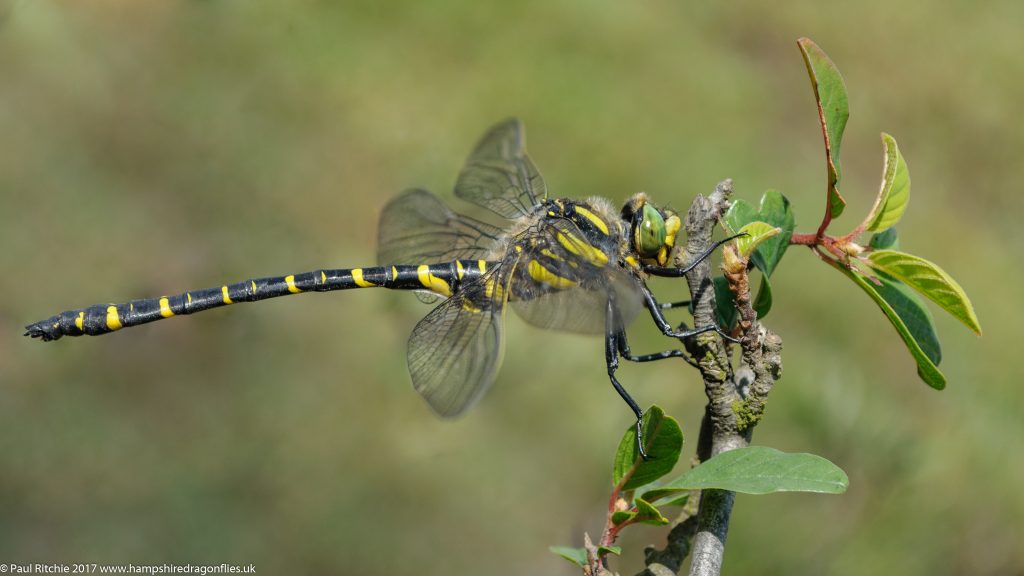 Golden-ringed (Cordulegaster boltonii) - male