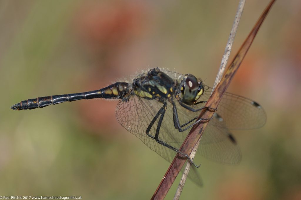 Black Darter (Sympetrum danae) - male