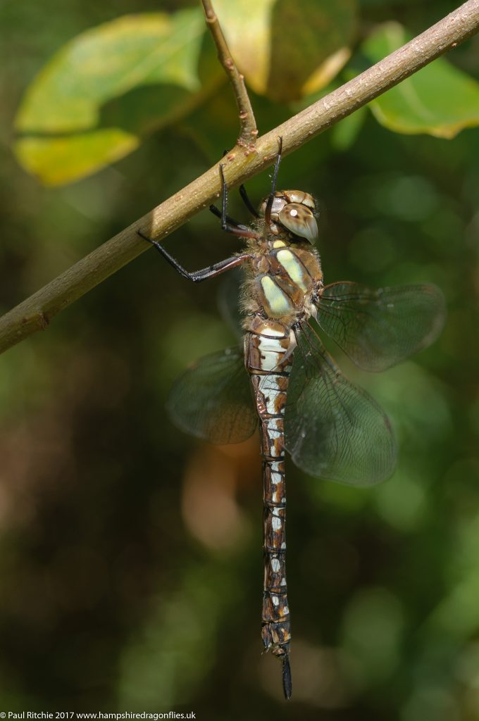 Migrant Hawker (Aeshna mixta) - female