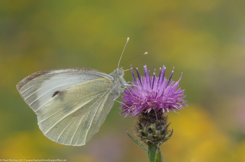 Large White (Pieris brassicae)