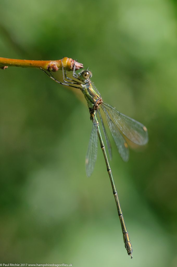 Willow Emerald (Lestes viridis) - male