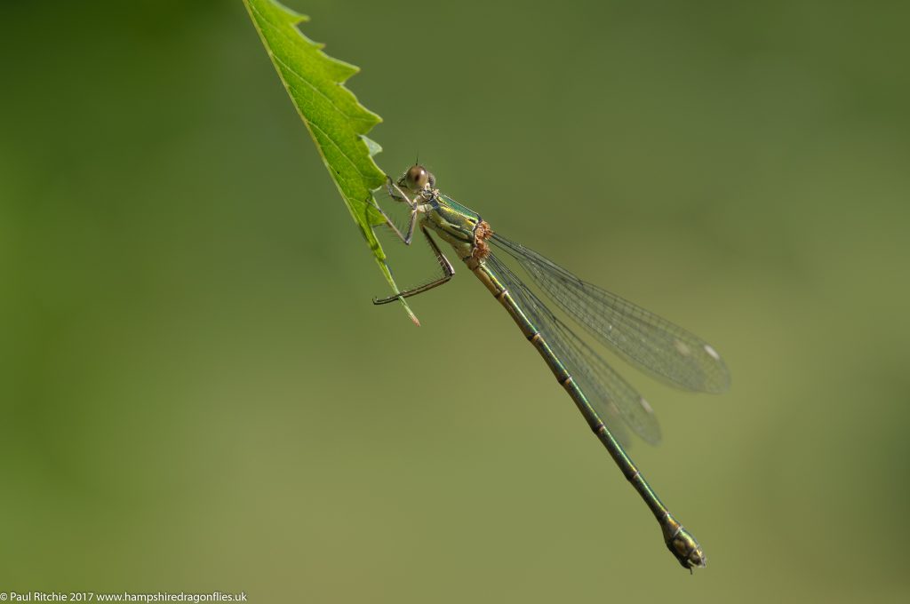 Willow Emerald (Lestes viridis) - female