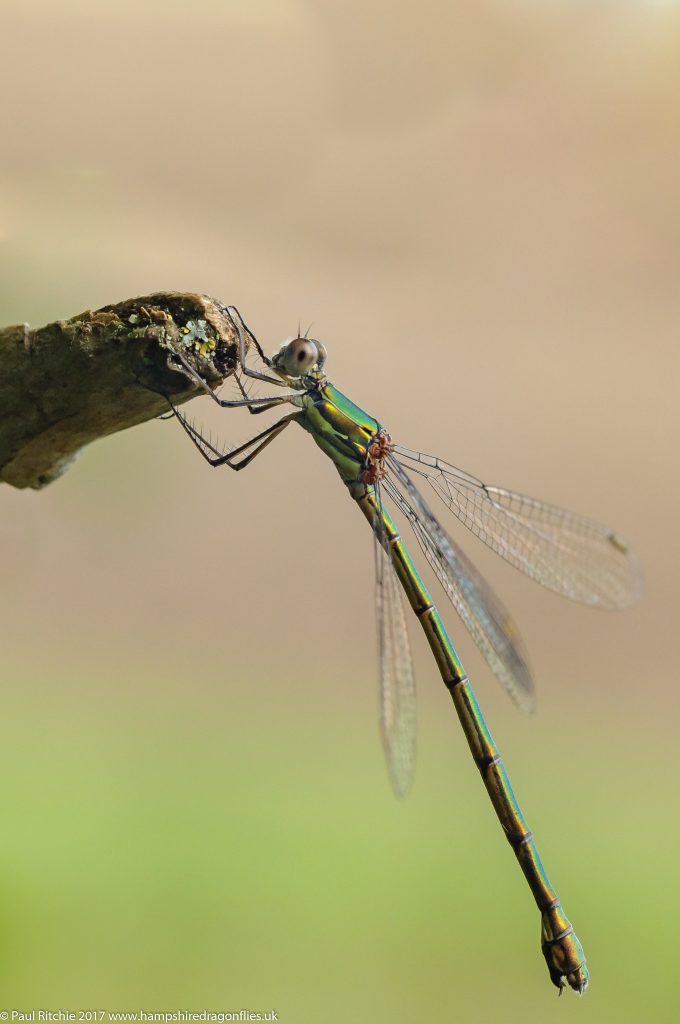 Willow Emerald (Lestes viridis) - female