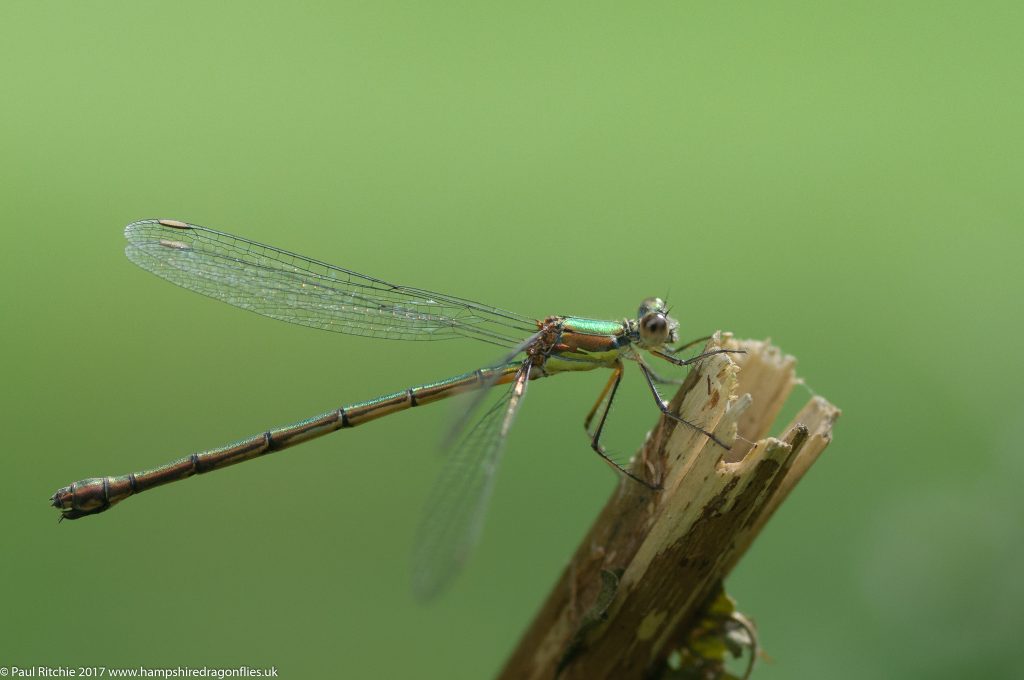 Willow Emerald (Lestes viridis) - female