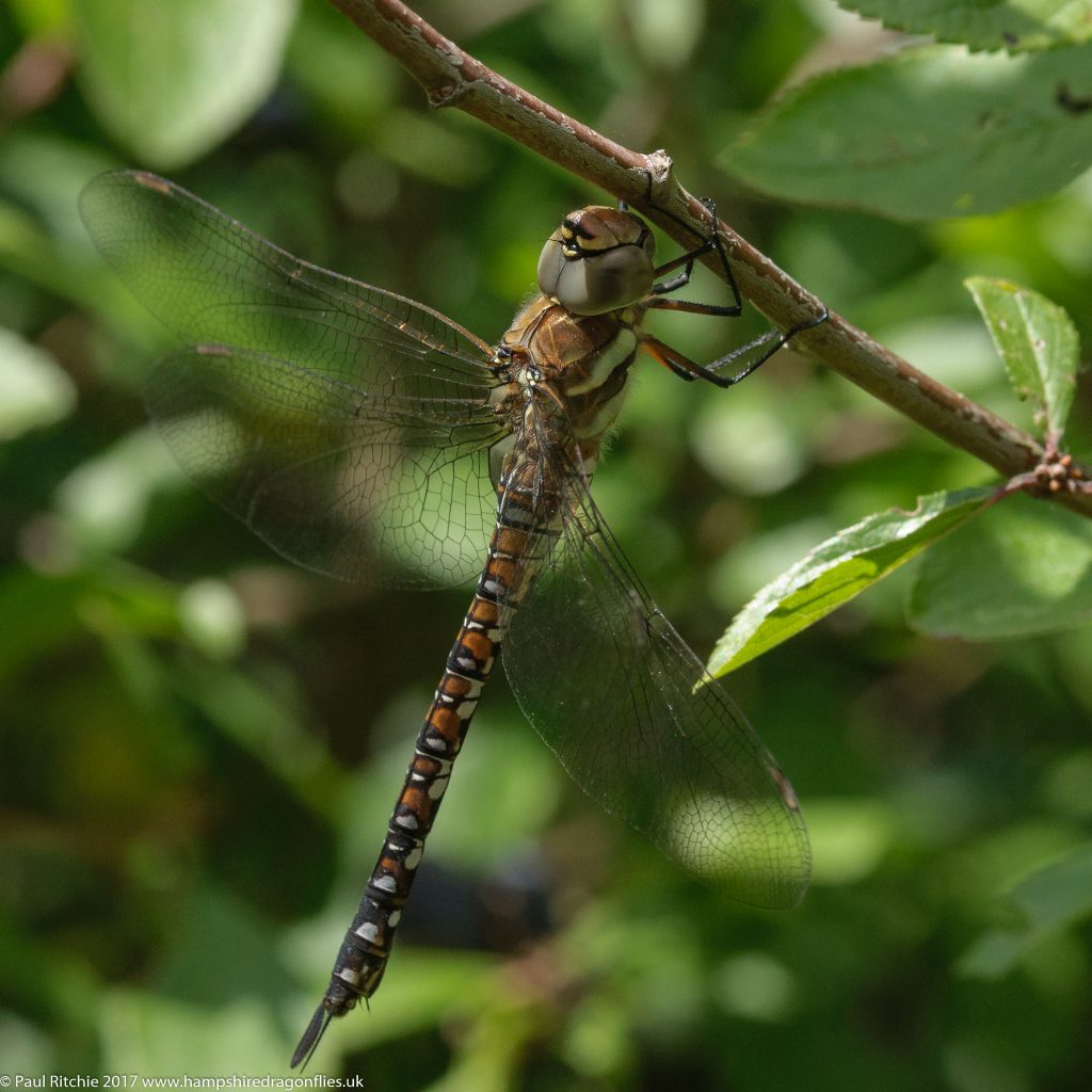 Migrant Hawker (Aeshna mixta) - immature female