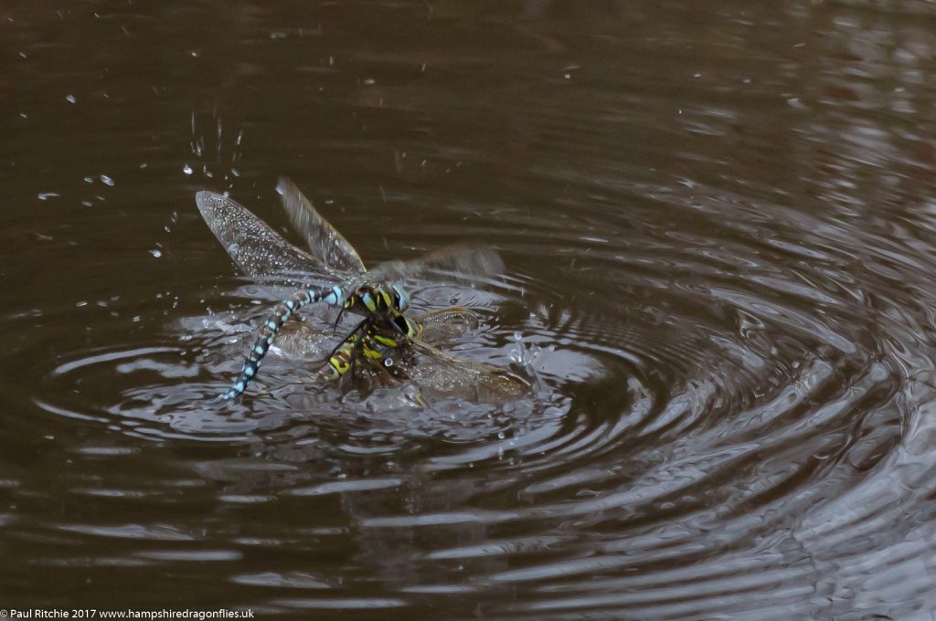 Moorland (Common) Hawker (Aeshna juncea) - male dunks female before copulation