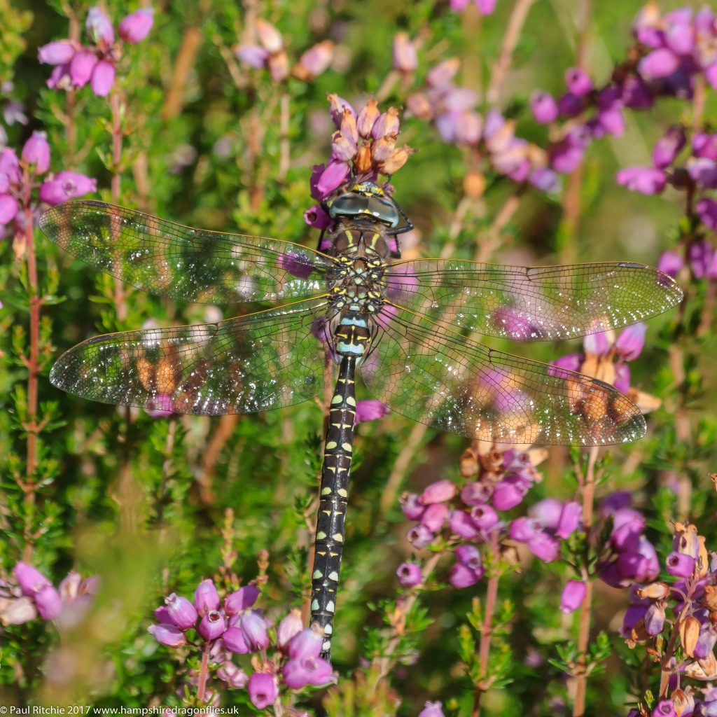 Moorland (Common) Hawker (Aeshna juncea) - male