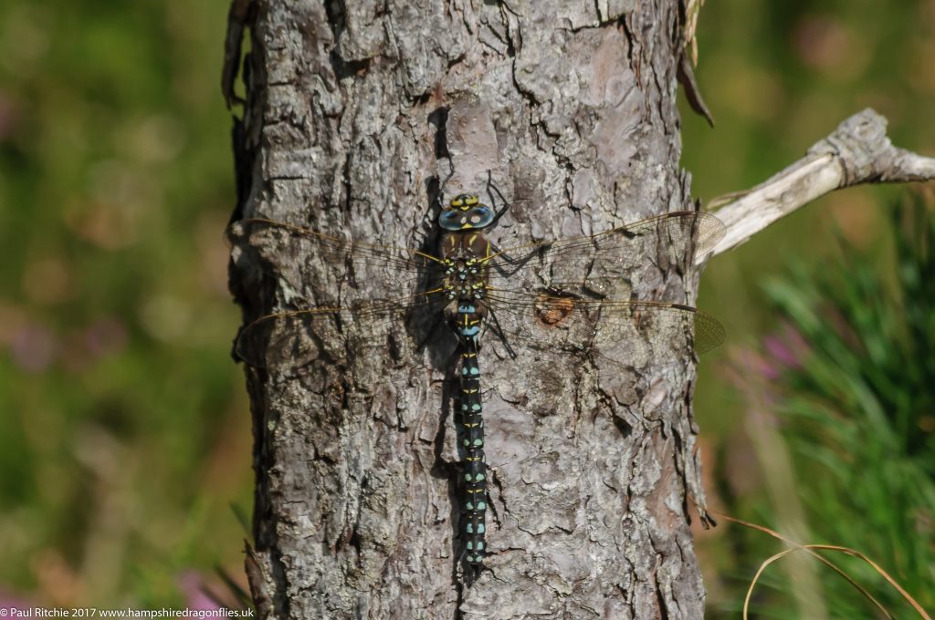 Moorland (Common) Hawker (Aeshna juncea) - male