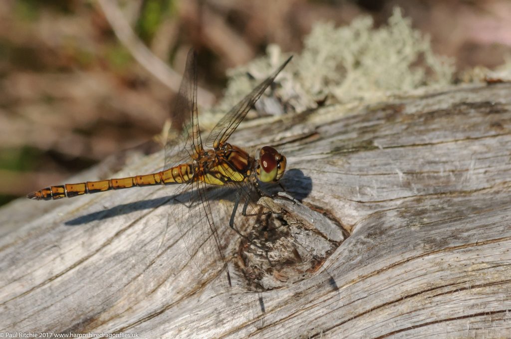 Highland (Common Darter (Sympetrum striolatum_ - immature male