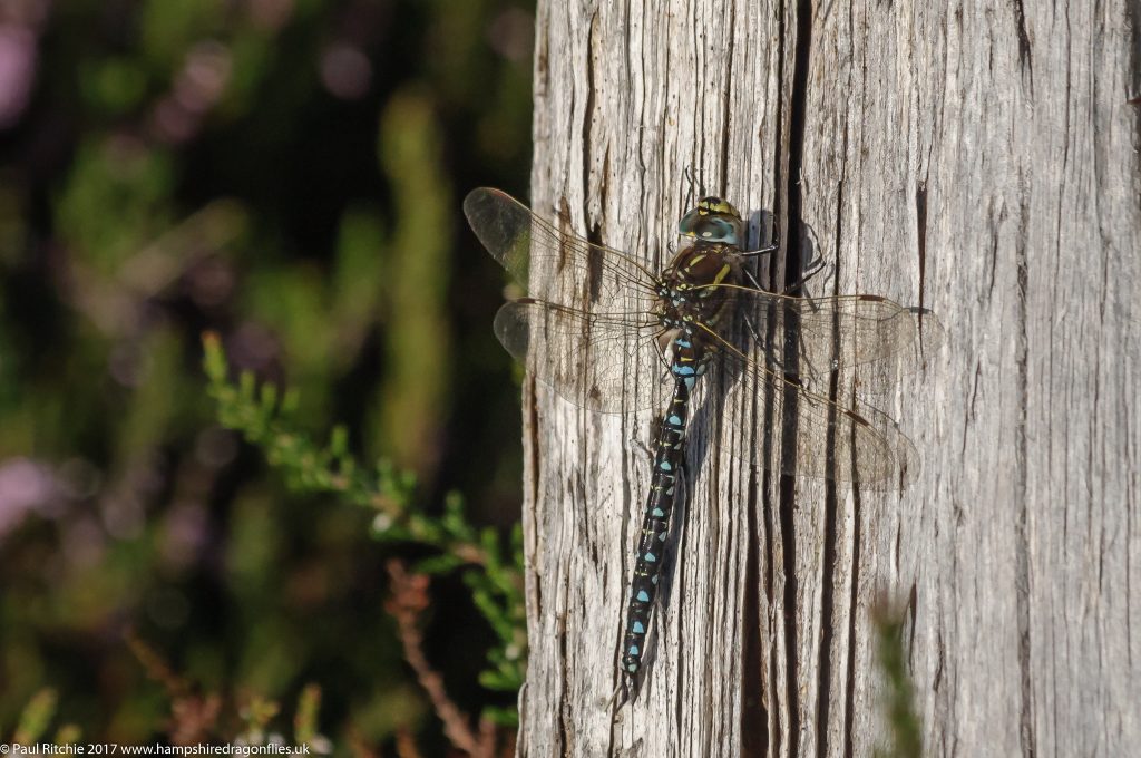 Moorland (Common) Hawker (Aeshna juncea) - male