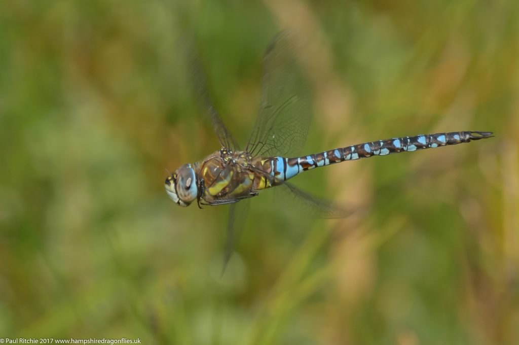 Migrant Hawker (Aeshna mixta) - male