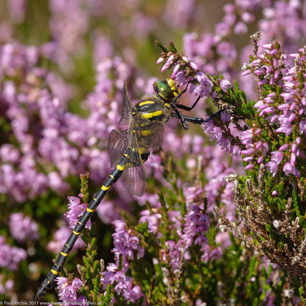 Golden-ringed (Cordulegaster boltonii) - male