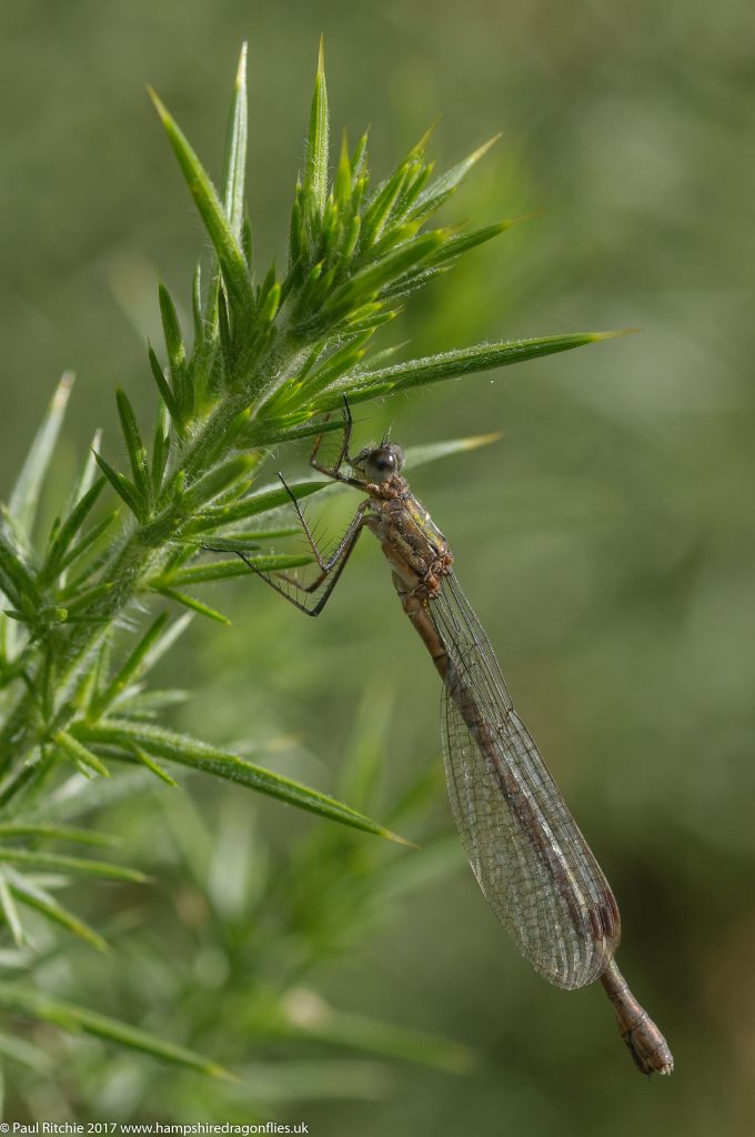 Common Emerald Damselfly (Lestes sponsa) - female