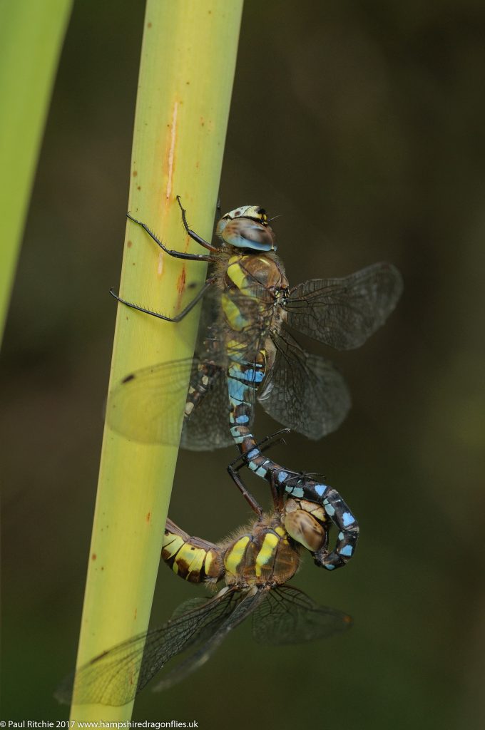 Migrant Hawkers (Aeshna mixta) - pair in-cop