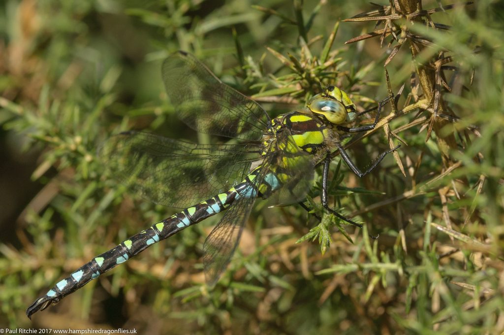 Southern Hawker (Aeshna cyanea) - male