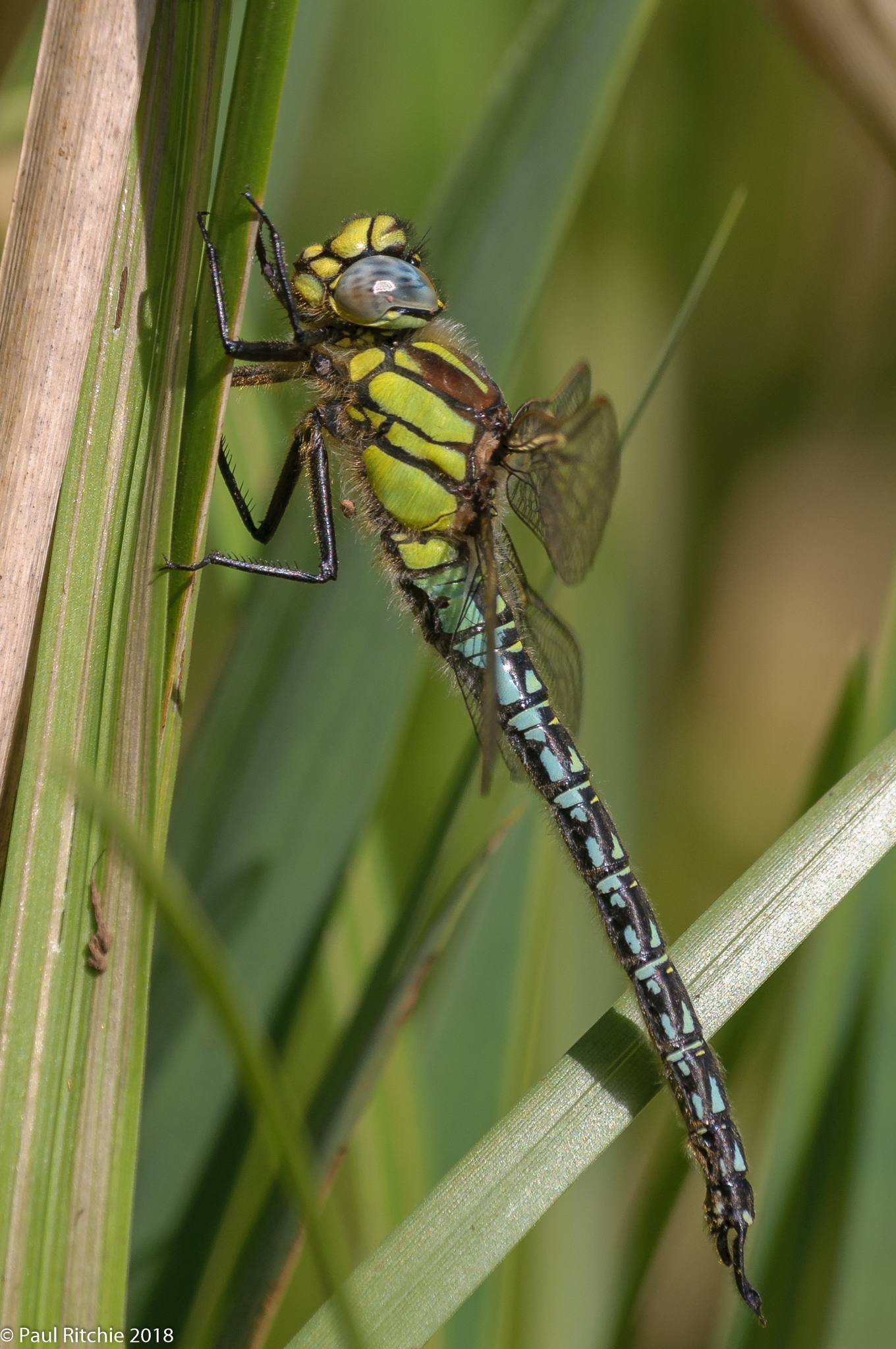 Hairy Dragonfly (Brachytron pratense) - male