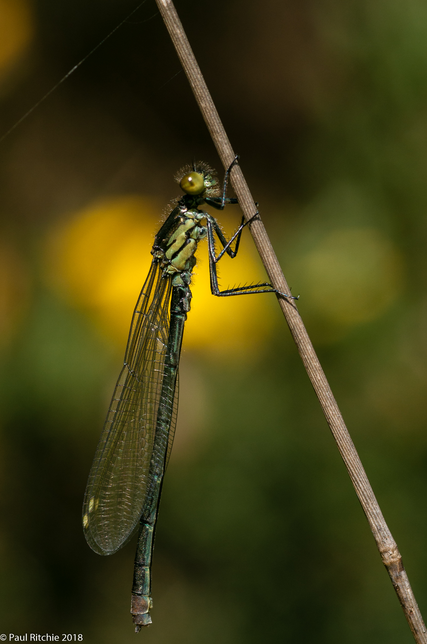 Attracting Birds for Observation and Enjoyment: