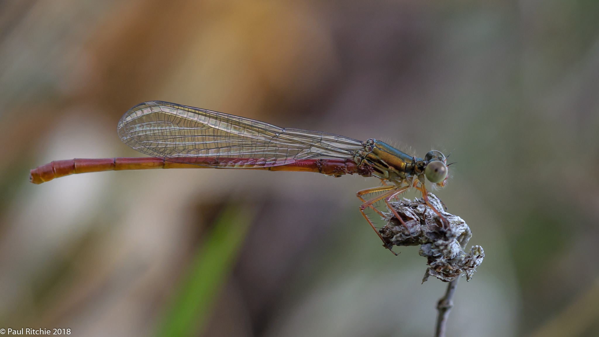 Small Red Damselfly (Ceriagrion tenellum) - teneral male