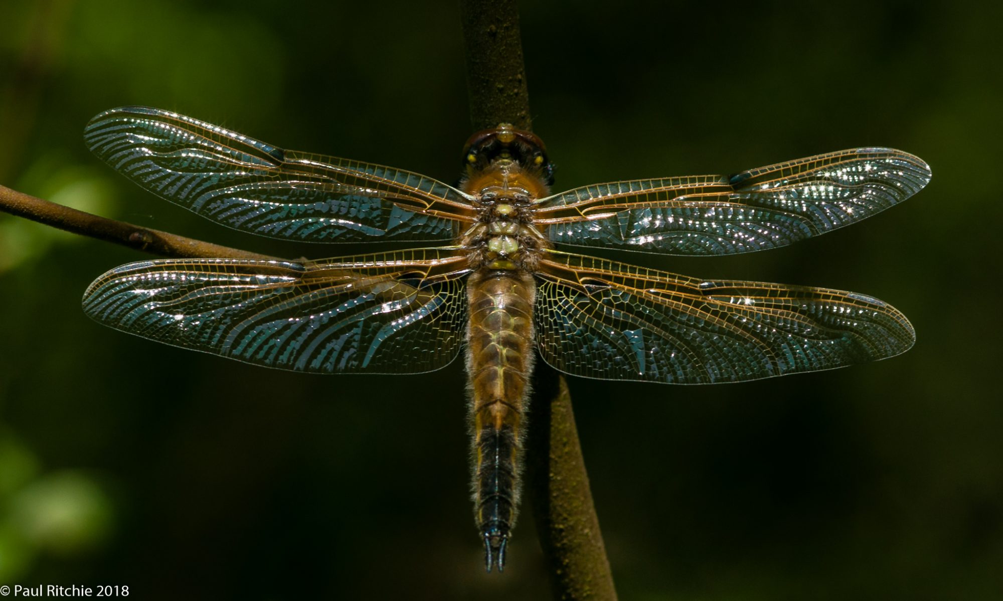Hampshire Dragonflies