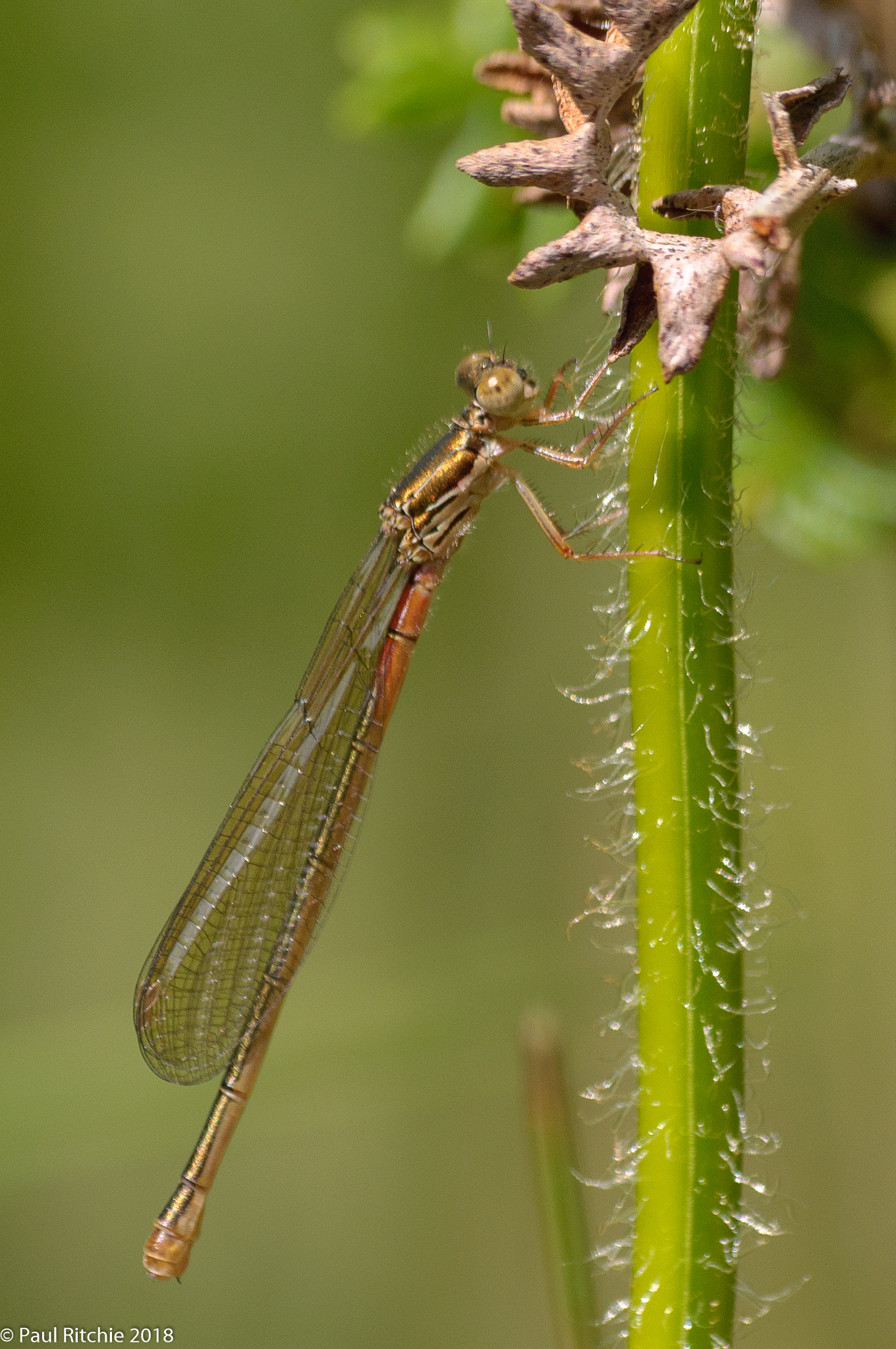 Small Red Damselfly (Ceriagrion tenellum) - teneral female