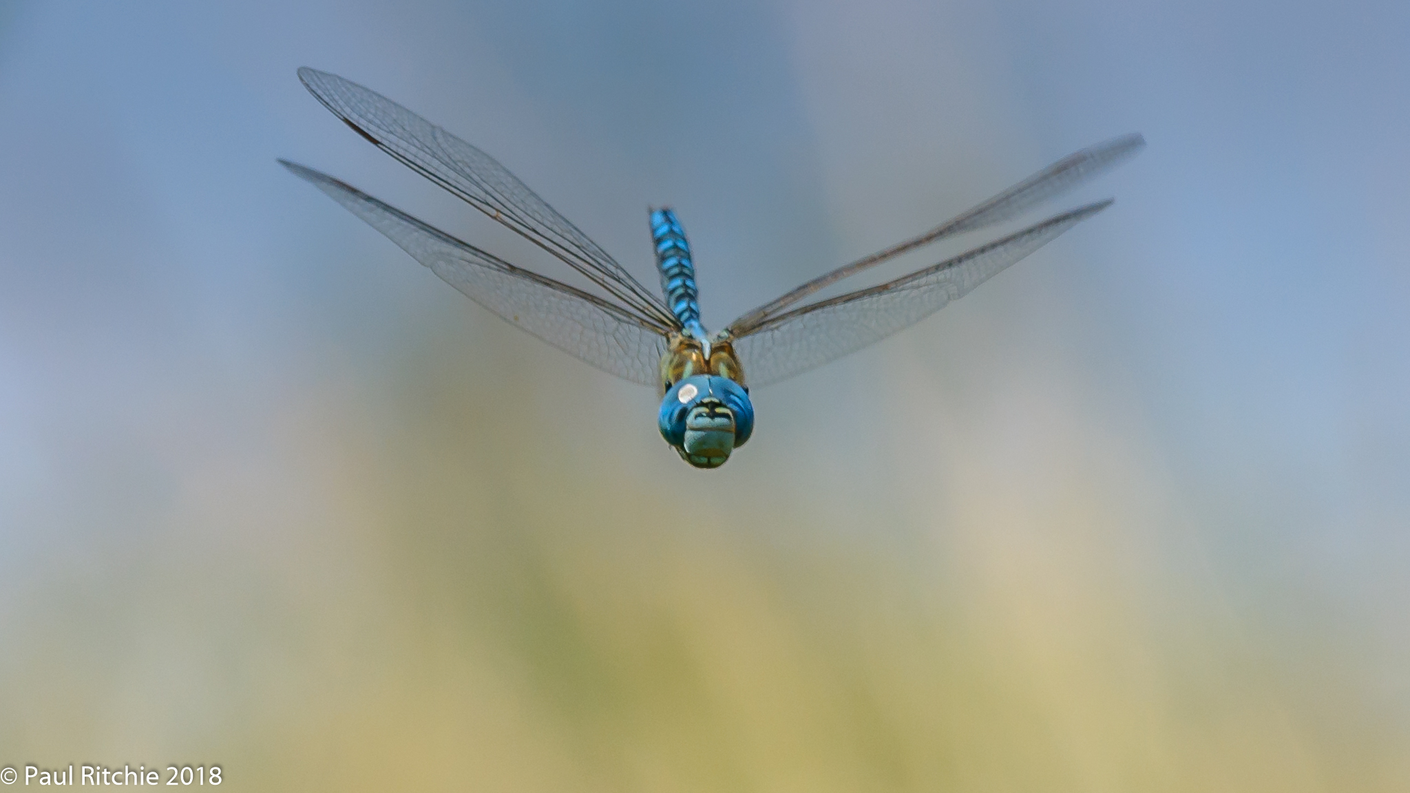 Blue-eyed (Southern Migrant) Hawker (Aeshna affinis) - male on patrol