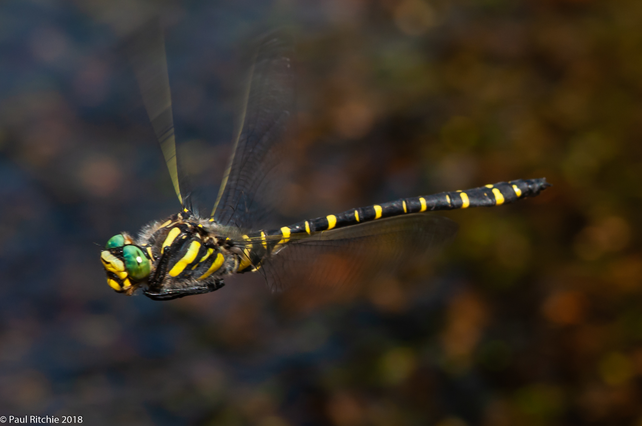 Golden-ringed Dragonfly (Cordulegaster boltonii) - male on patrol