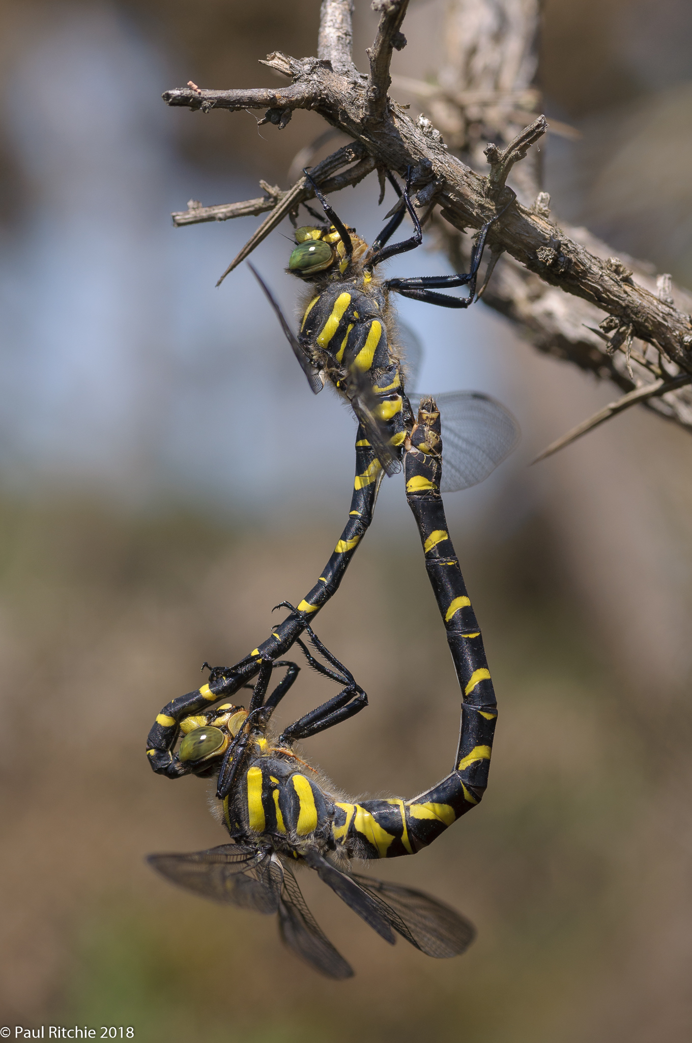Golden-ringed Dragonfly (Cordulegaster boltonii) pair in-cop