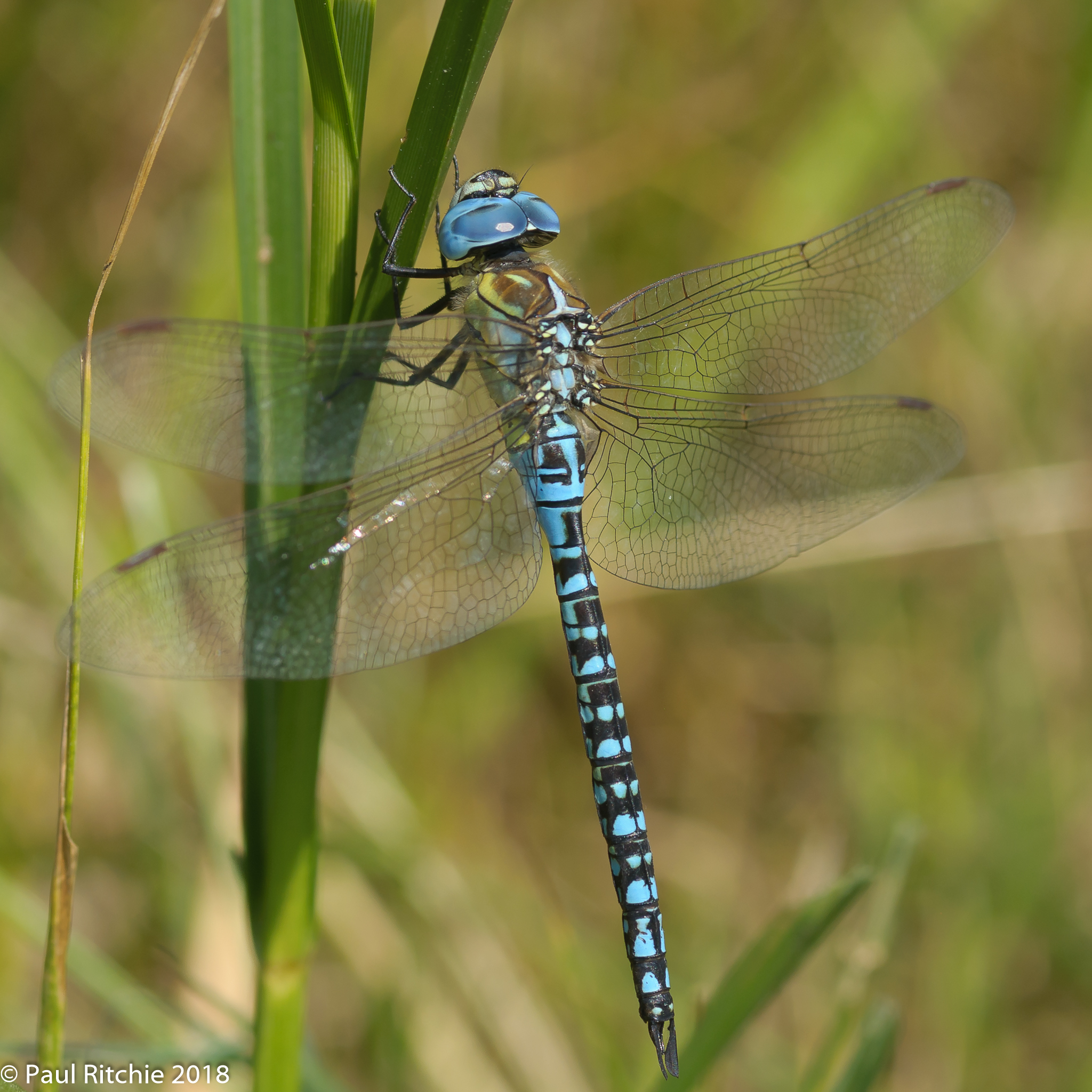 Blue-eyed (Southern Migrant) Hawker (Aeshna affinis) - male