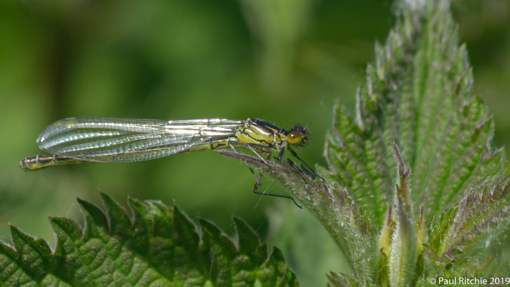 Red-eyed Damselfly (Erythromma najas) - immature female