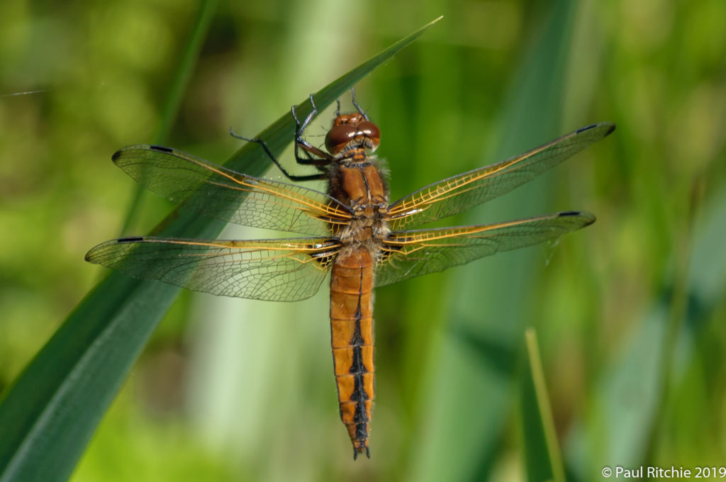 Scarce Chaser (Libellula fulva)- immature female