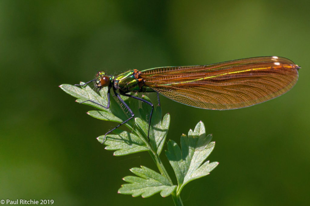 Beautiful Demoiselle (Calopteryx virgo) - immature female