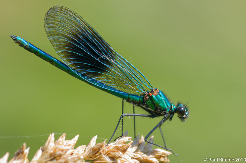 Banded Demoiselle (Calopteryx splendens) - male