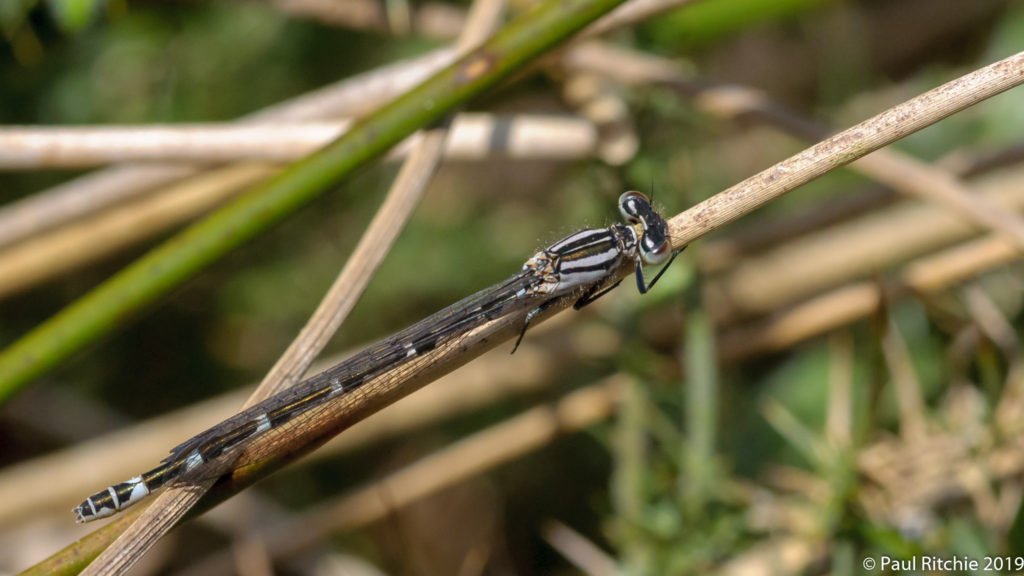  Common Blue Damselfly (Enallagma cyathigerum) - immature female