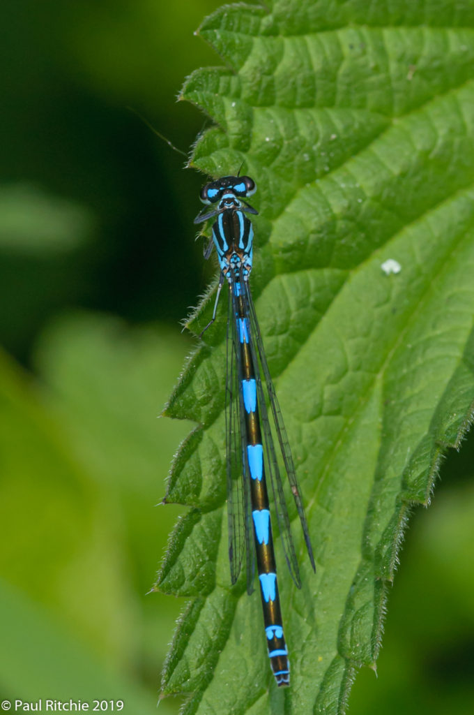 Variable Damselfly (Coenagrion pulchellum) - male