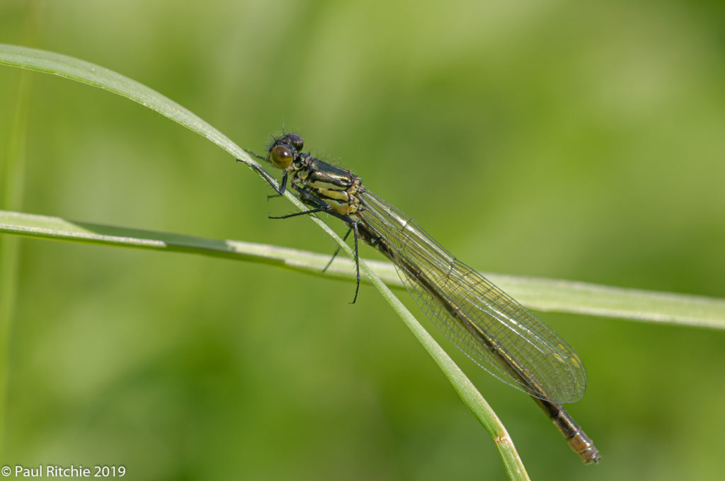 Red-eyed Damselfly (Erythromma najas) - immature male