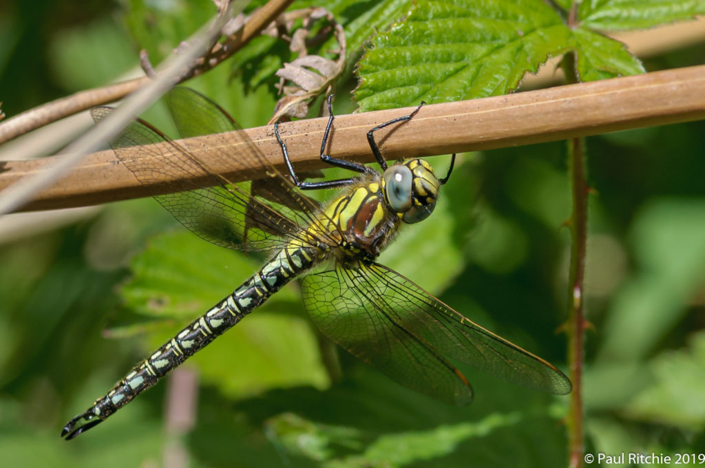 Hairy Dragonfly (Brachytron pratense) - male