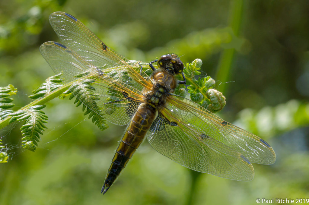 Four-spotted Chaser (Libellula quadrimaculata) - immature female