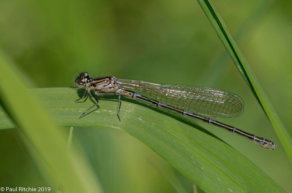 Variable Damselfly (Coenagrion pulchellum) - Immature female