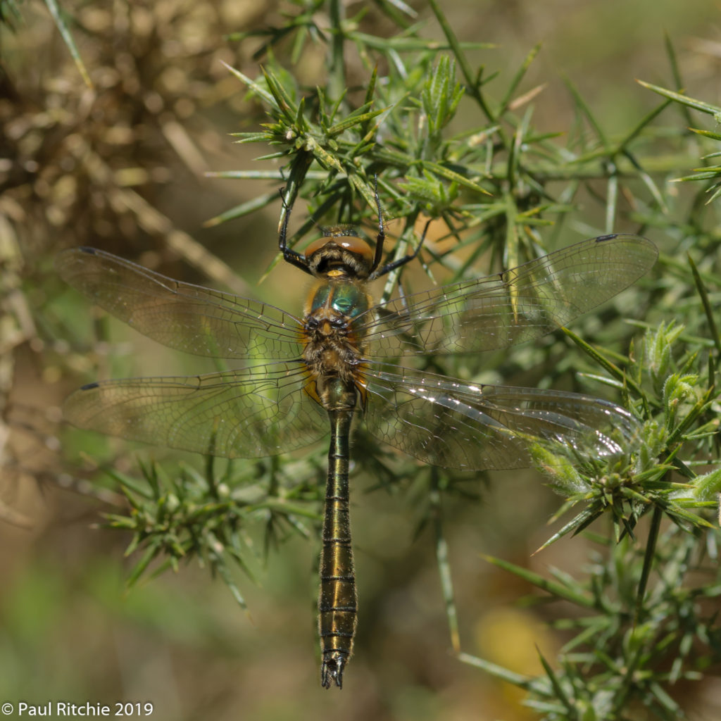 Downy Emerald (Cordulia aenea) - immature male