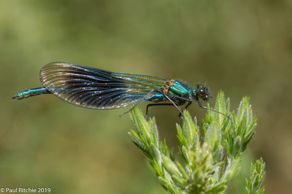 Banded Demoiselle (Calopteryx splendens) - male