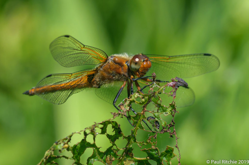 Scarce Chaser (Libellula fulva) - immature female