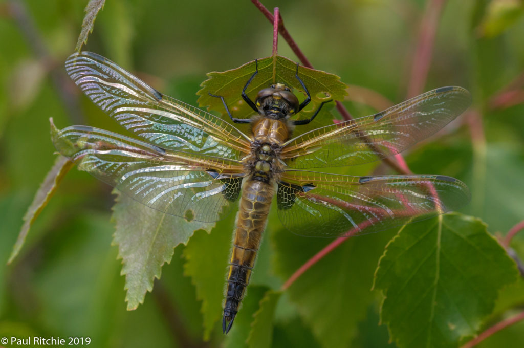 Four-spotted Chaser (Libellula quadrimaculata) - freshly-emerged female