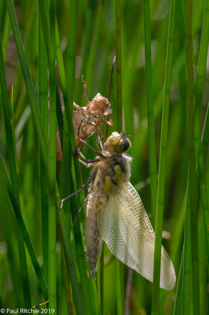 Four-spotted Chaser (Libellula quadrimaculata) - freshly-emerged male