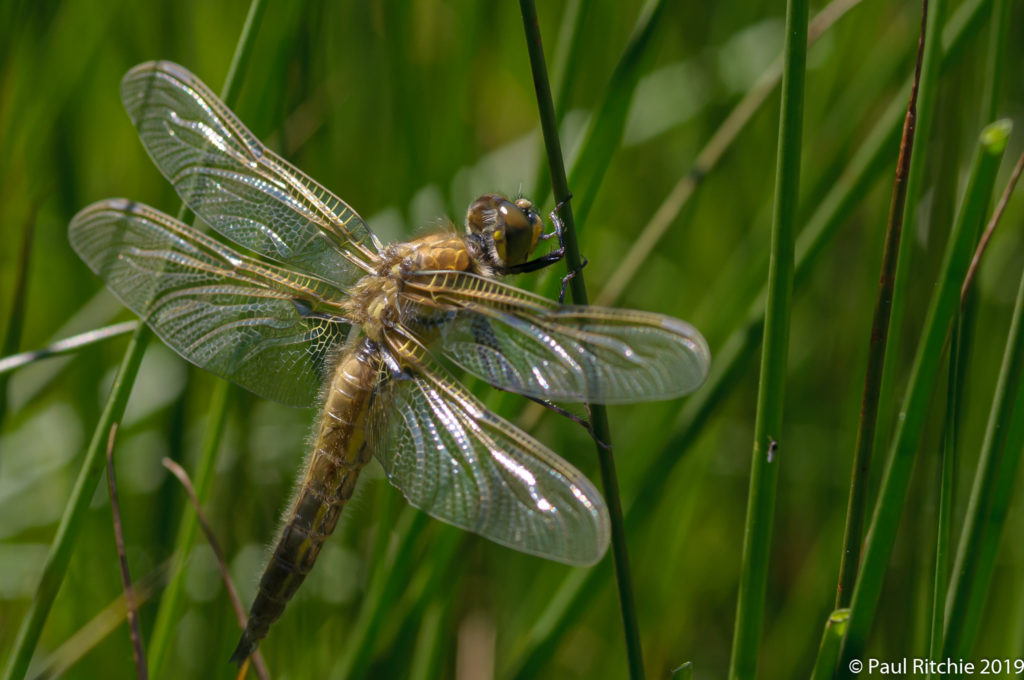 Four-spotted Chaser (Libellula quadrimaculata) - freshly-emerged male