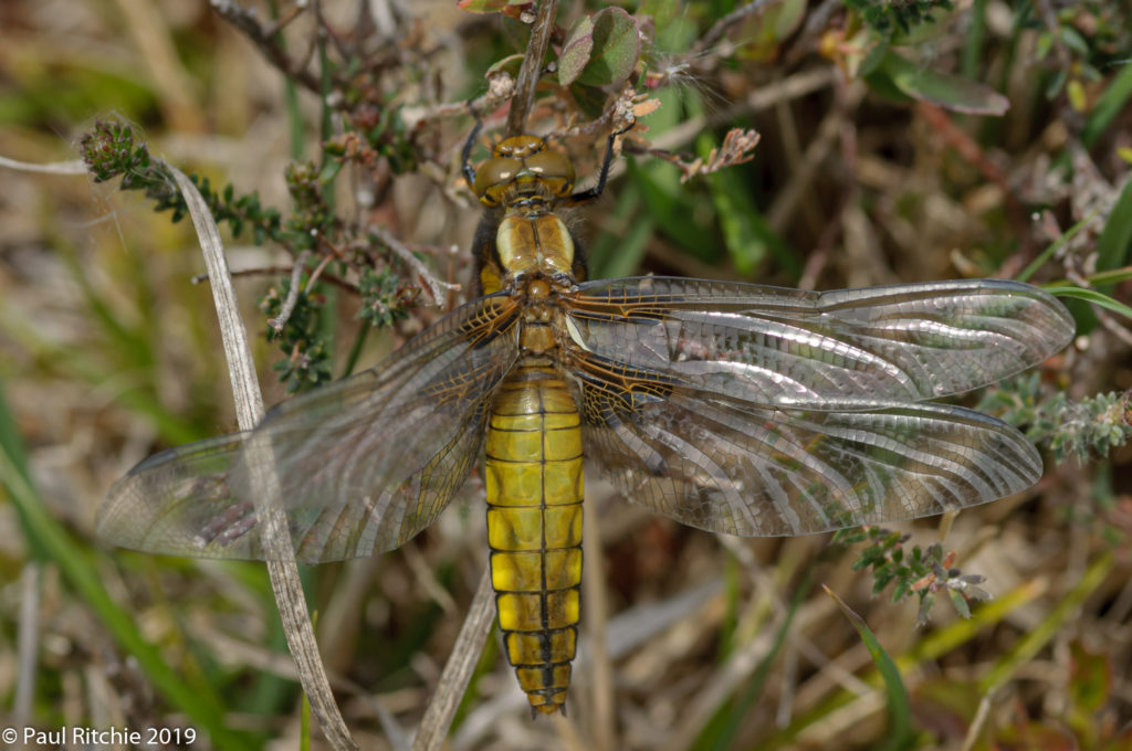 Broad-bodied Chaser (Libellula depressa) - female teneral