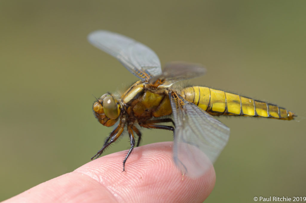 Broad-bodied Chaser (Libellula depressa) - female teneral